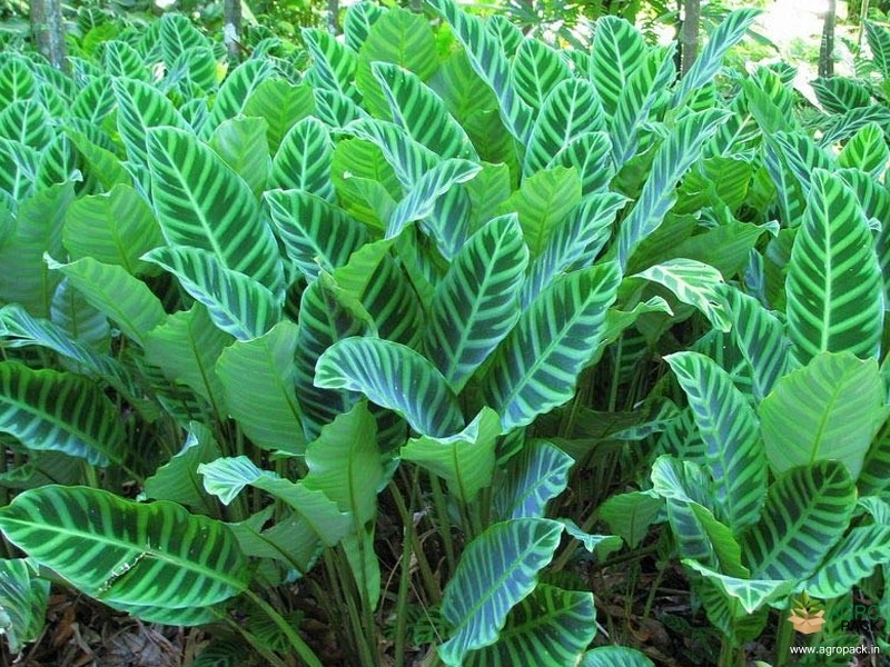 Calathea-zebrina2