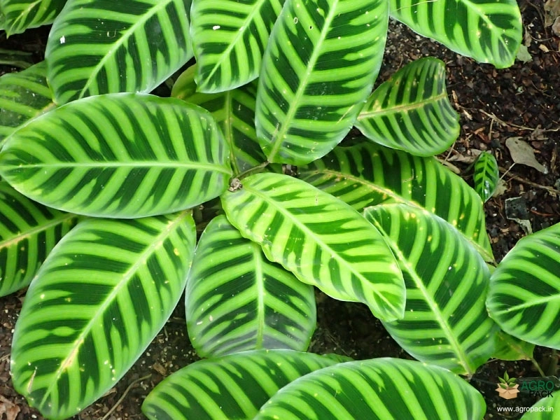 Calathea-zebrina3