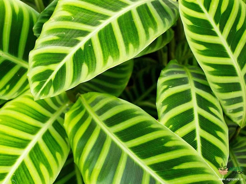 Calathea-zebrina4