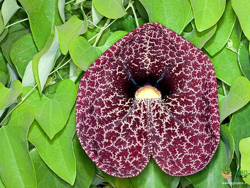Calico-Flower2