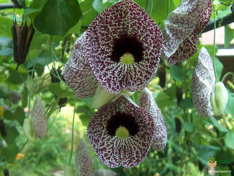Calico-Flower4