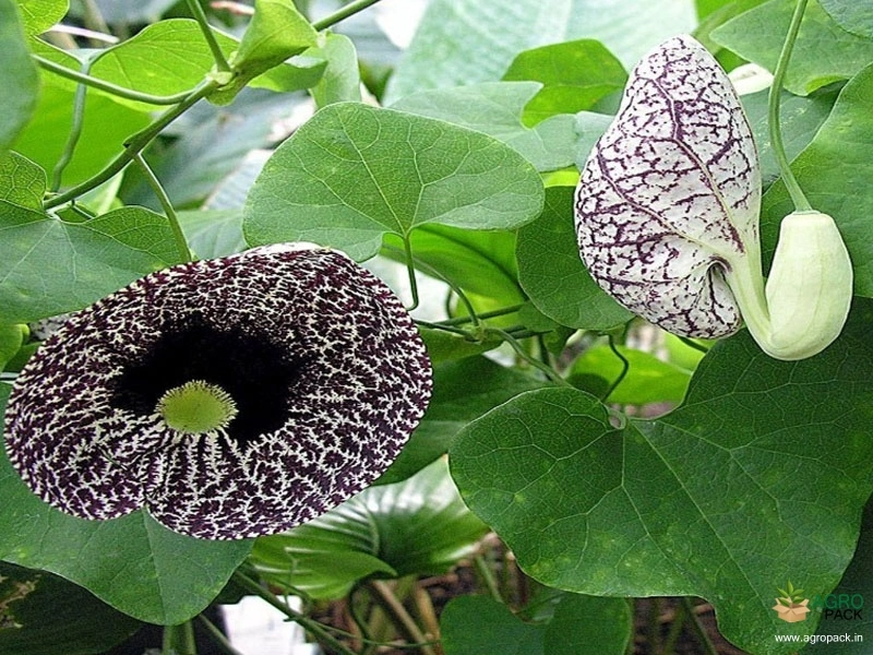 Calico-Flower6