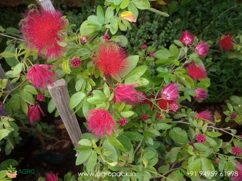 Calliandra-haematocephala1
