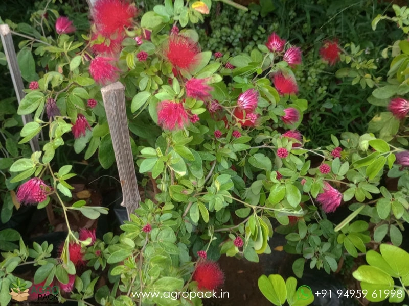Calliandra-haematocephala4