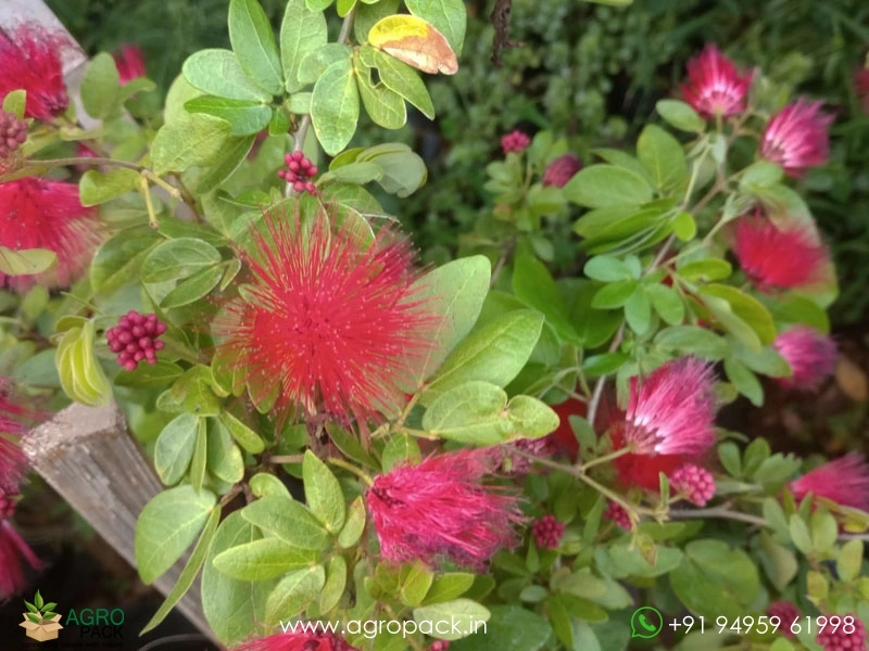 Calliandra-haematocephala5