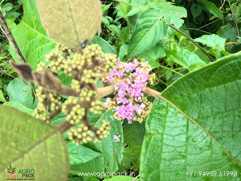 Callicarpa-formosana1