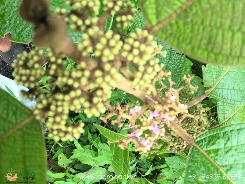 Callicarpa-formosana2