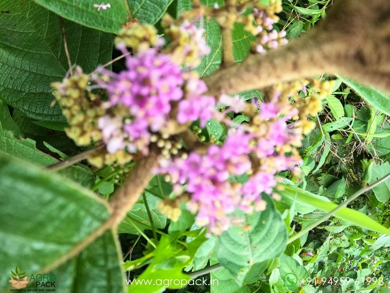 Callicarpa-formosana3