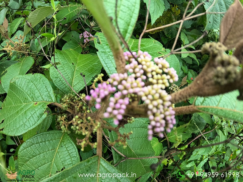 Callicarpa-formosana4