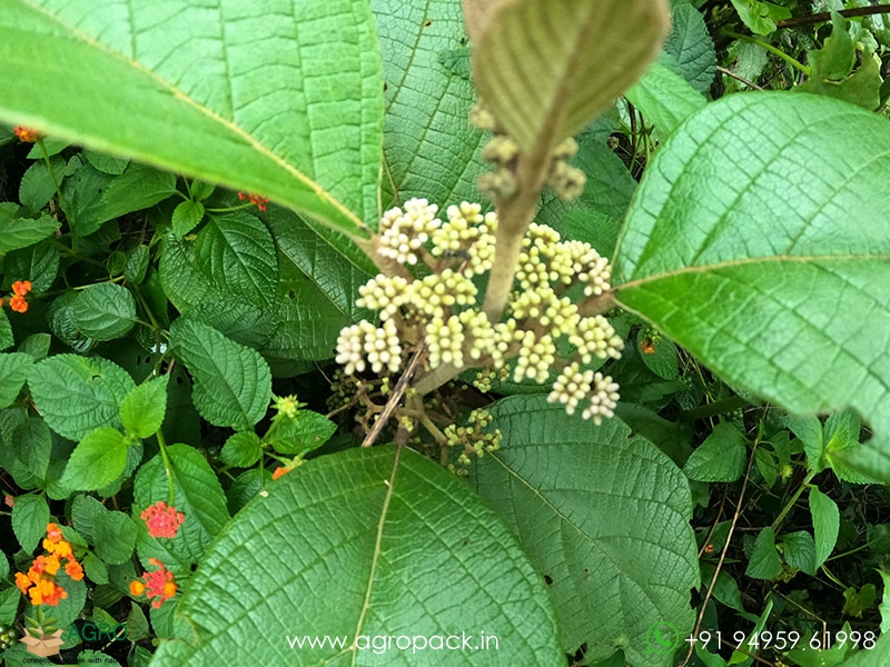 Callicarpa-formosana5