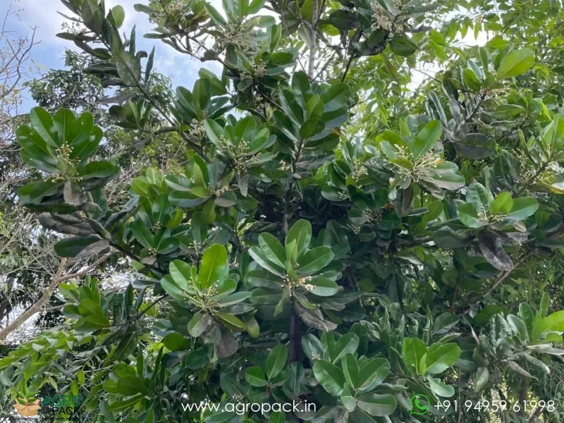Calophyllum-inophyllum1