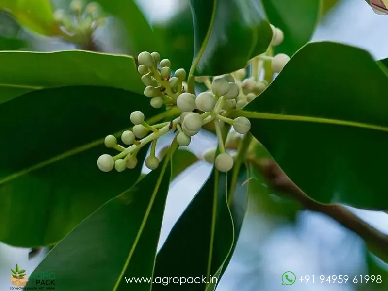 Calophyllum-inophyllum2