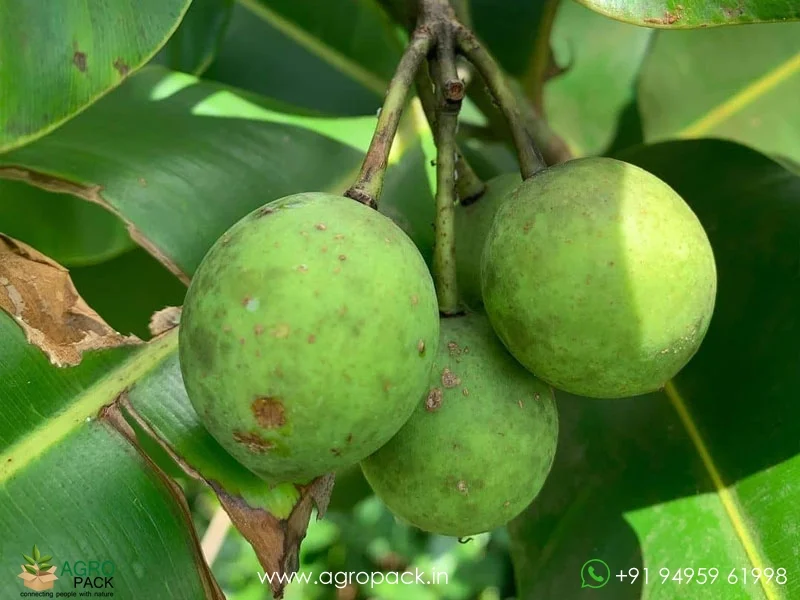 Calophyllum-inophyllum3