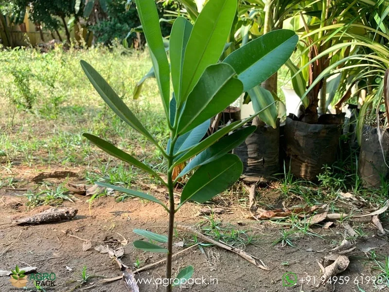 Calophyllum-inophyllum4