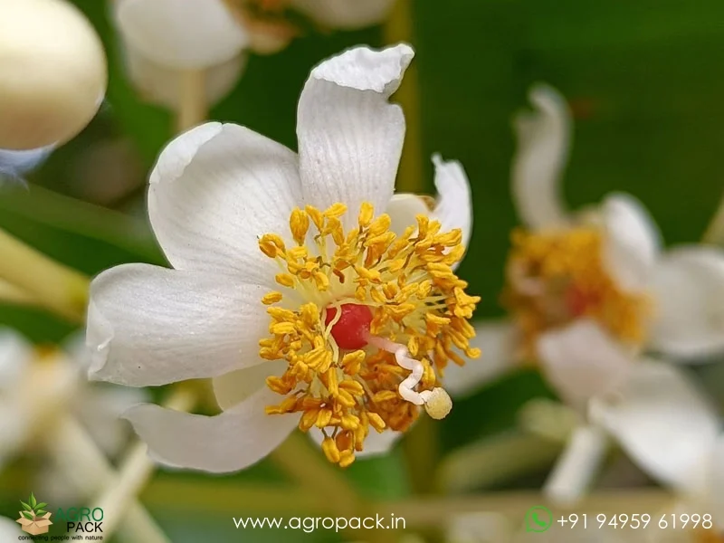 Calophyllum-inophyllum6
