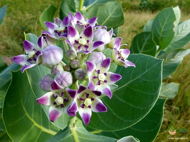 Calotropis1