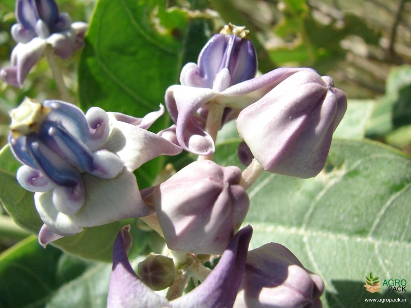 Calotropis2