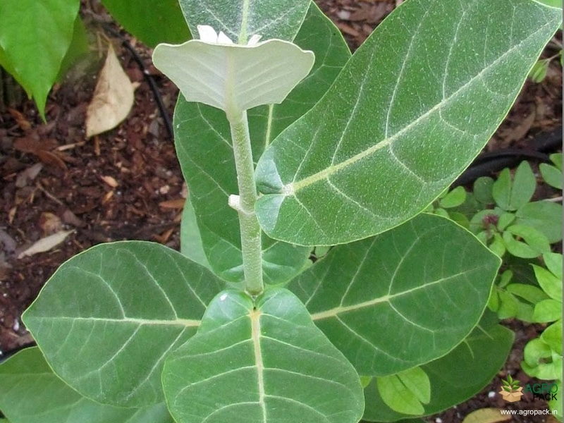 Calotropis3