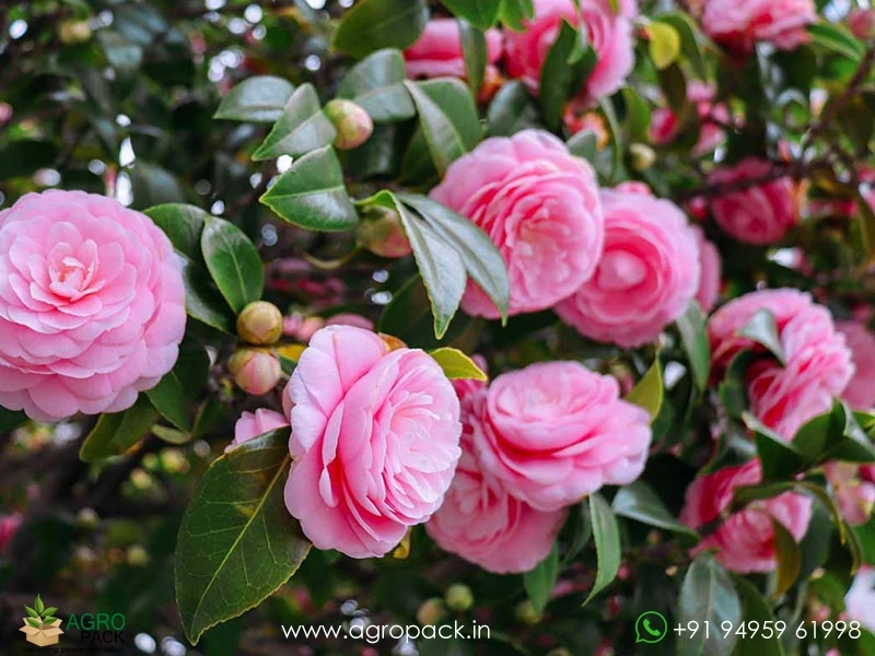 Camellia2