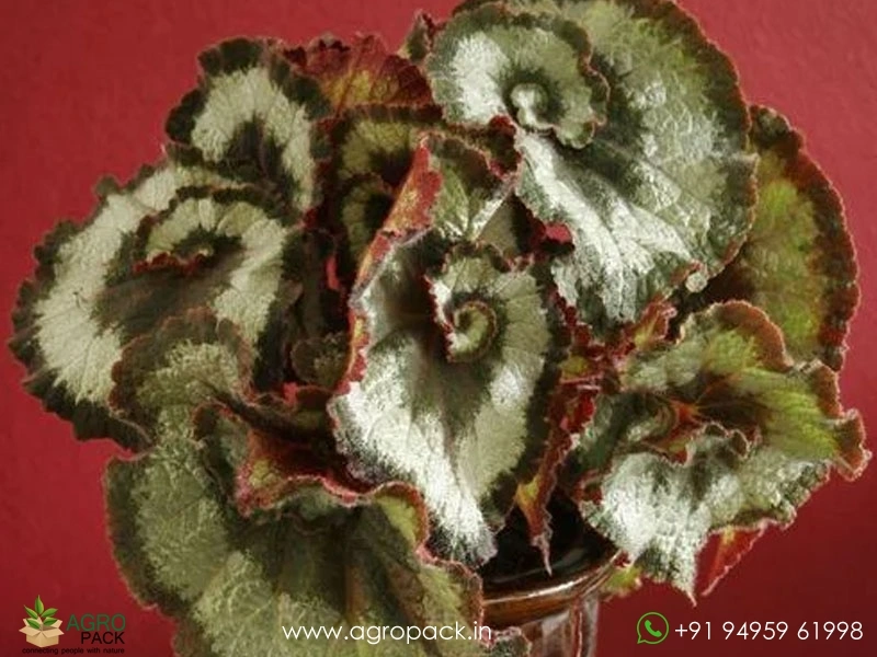 Camouflage-Begonia1