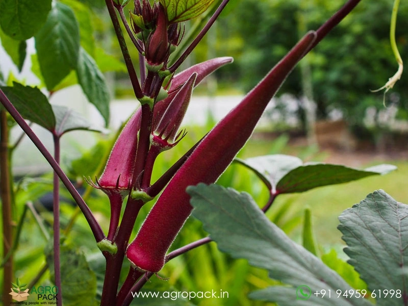 Candle-Fire-Okra-Red-Ladies-Finger3