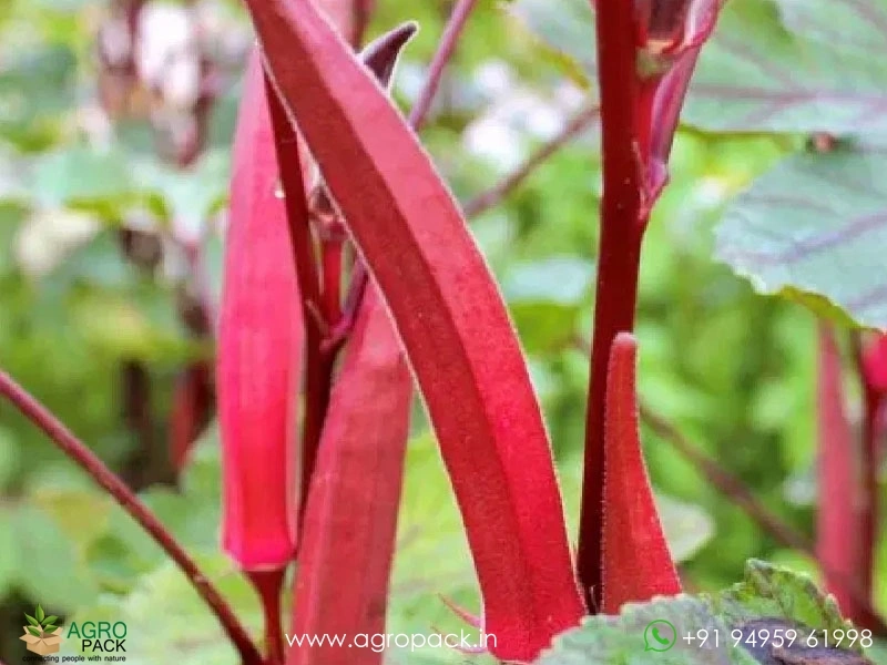 Candle-Fire-Okra-Red-Ladies-Finger4