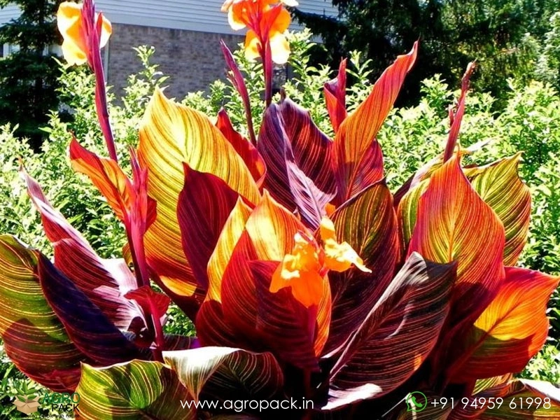 Canna-Durban-Tropicana-Passion1