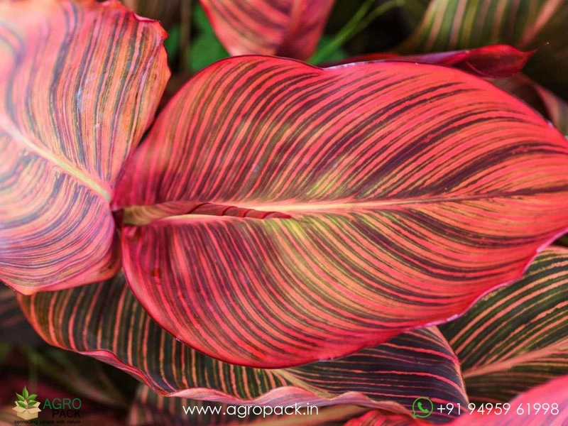Canna-Durban-Tropicana-Passion2