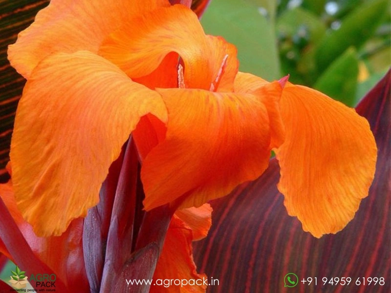 Canna-Durban-Tropicana-Passion3