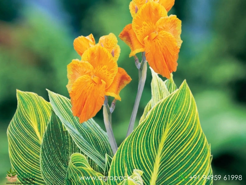Canna-Variegated-Green1