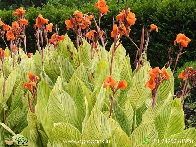 Canna-Variegated-Green2