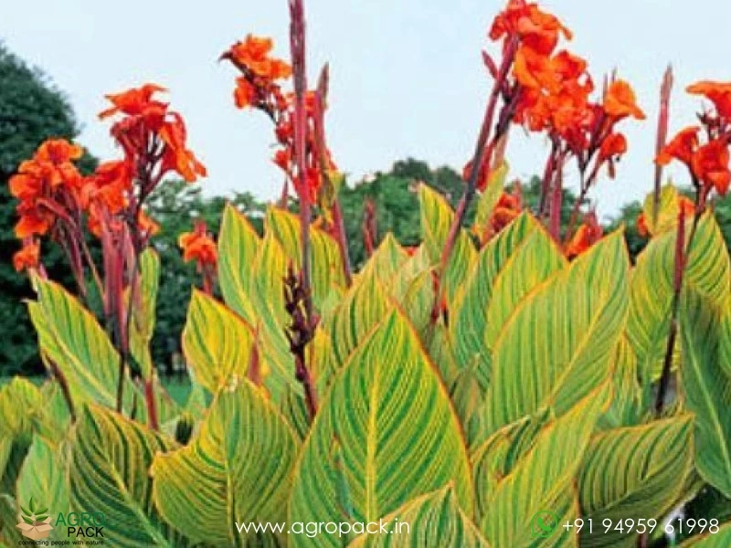 Canna-Variegated-Green3