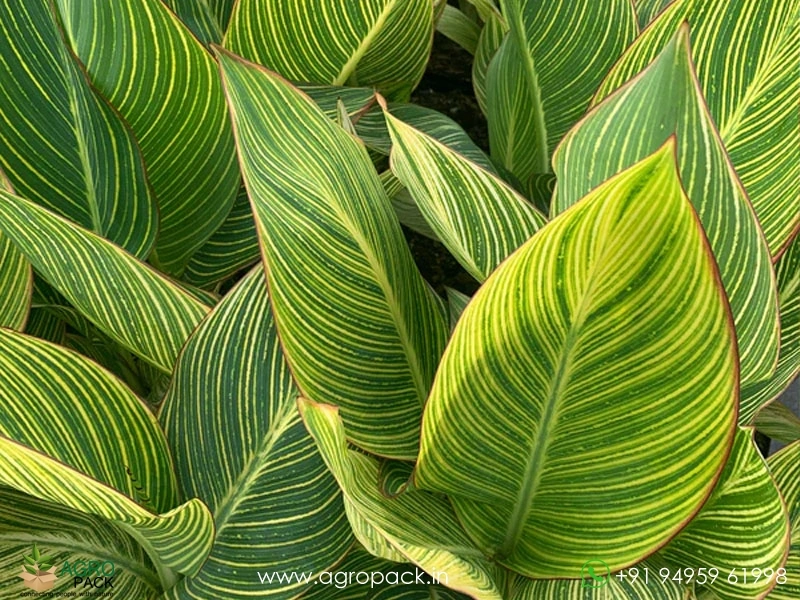 Canna-Variegated-Green4