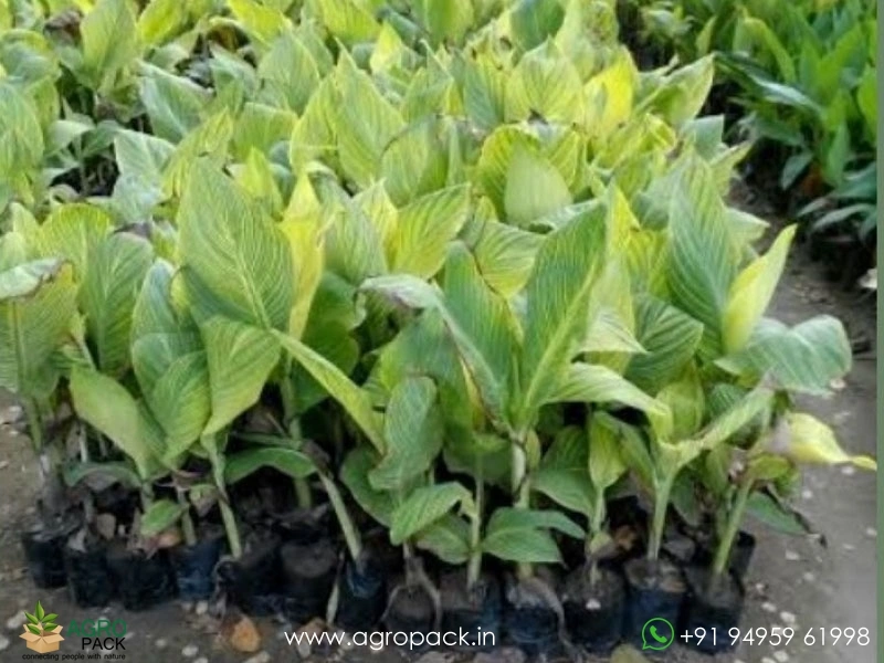 Canna-Variegated-Green5