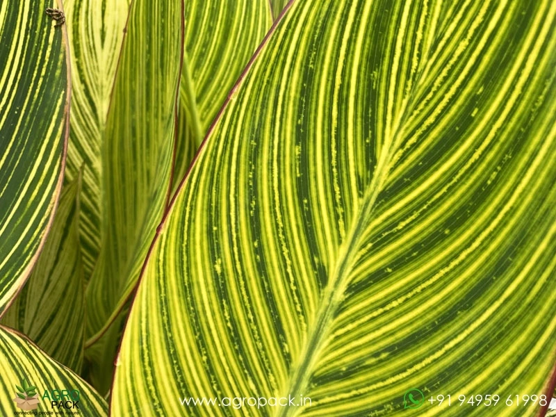 Canna-Variegated-Green6