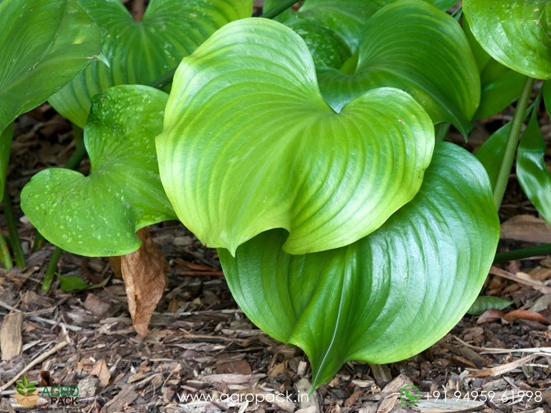 Cardwell-Lily1
