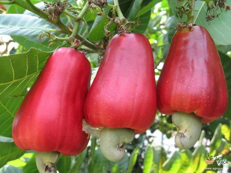 Cashew1