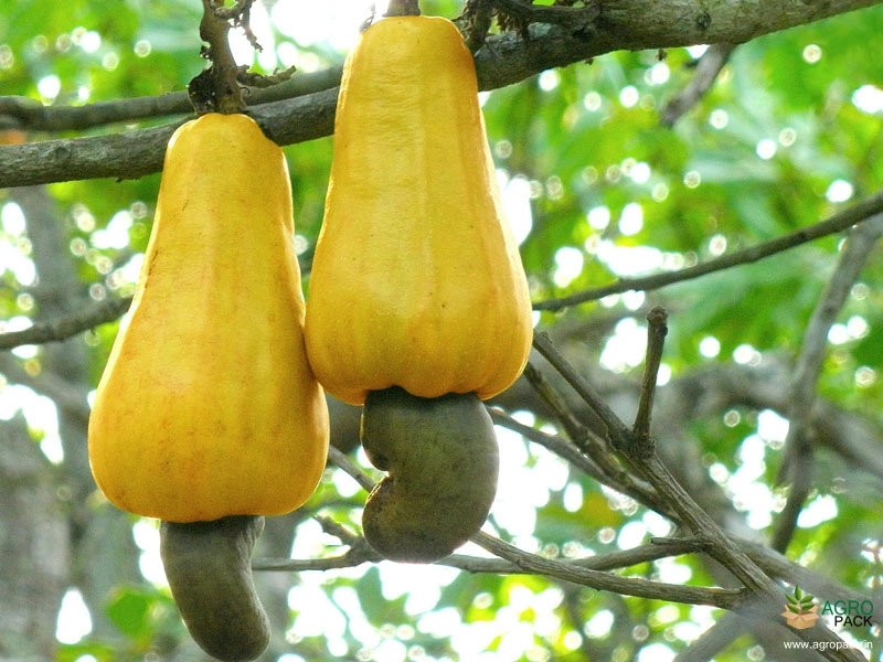 Cashew2