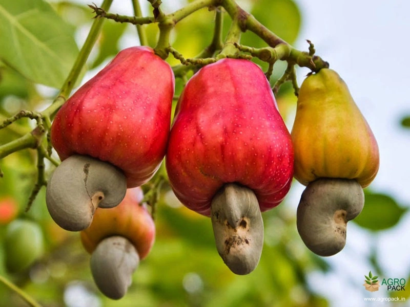 Cashew3