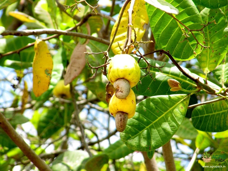 Cashew4