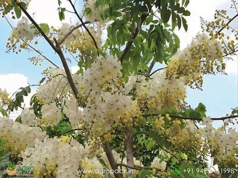 Cassia-fistula-Safed-Amaltas-White-Shower1