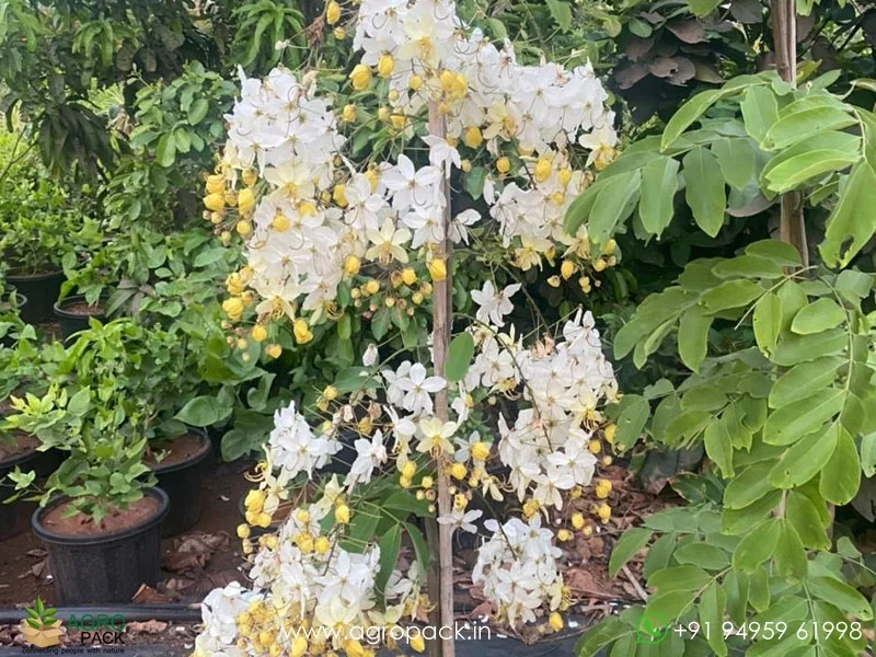 Cassia-fistula-Safed-Amaltas-White-Shower2