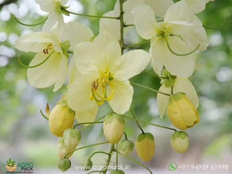 Cassia-fistula-Safed-Amaltas-White-Shower4