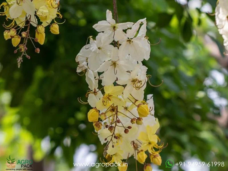 Cassia-fistula-Safed-Amaltas-White-Shower5
