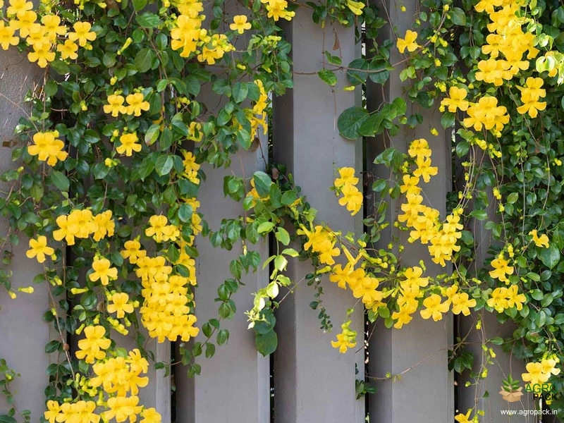 Cats-Claw-Creeper1
