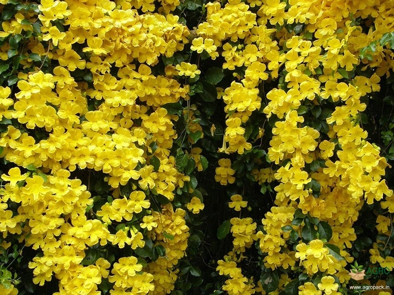 Cats-Claw-Creeper2