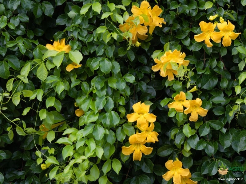Cats-Claw-Creeper3