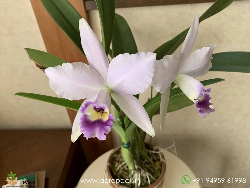 Cattleya-Hiroshima-Melody-Blue-Genie-Orchid5