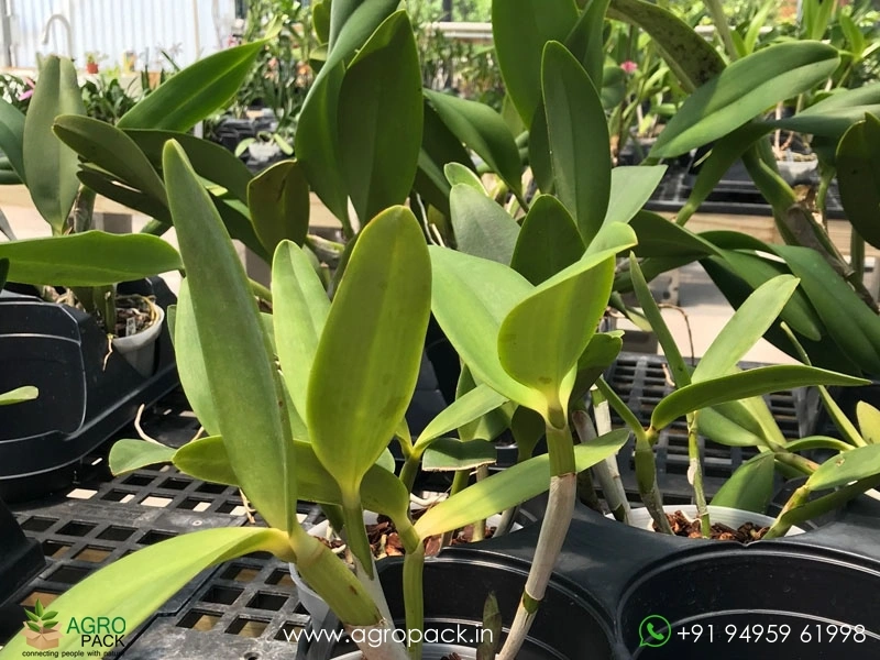 Cattleya-Monte-Elegante-Orchid4