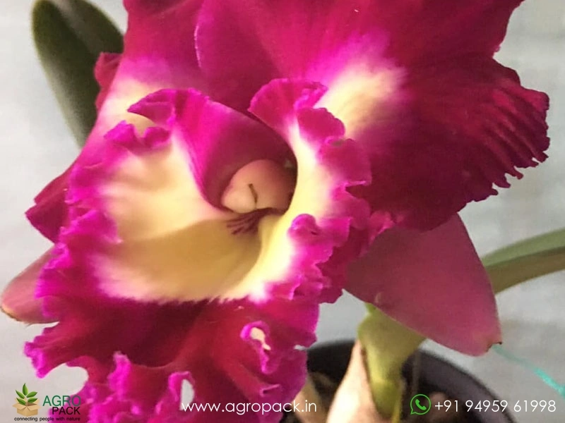 Cattleya-Rlc.-Black-Cat-Orchid2